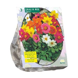 Dahlia Mignon Mix per 3