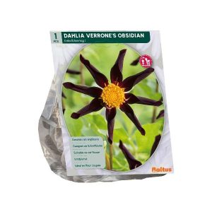 Dahlia Enkelbloemig Verrone’s Obsidian per 1