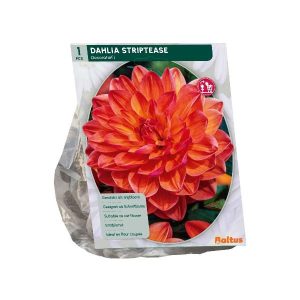 Dahlia Decoratief Striptease per 1