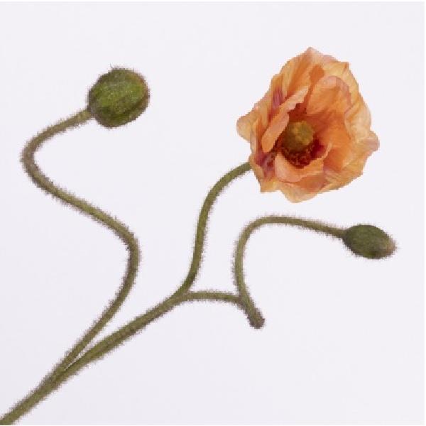 Papaver Spray Peach zijde - Afbeelding 2